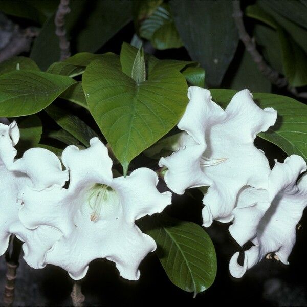 Beaumontia grandiflora Lorea