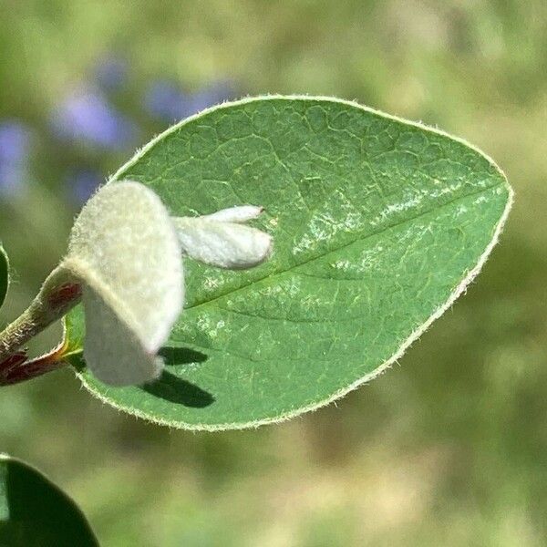 Cotoneaster integerrimus Лист