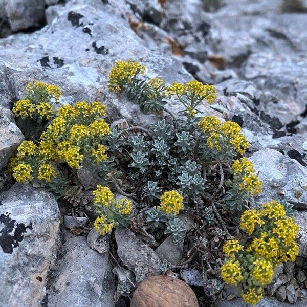 Alyssum serpyllifolium Habit