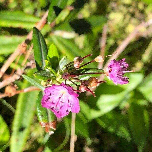 Kalmia polifolia Květ