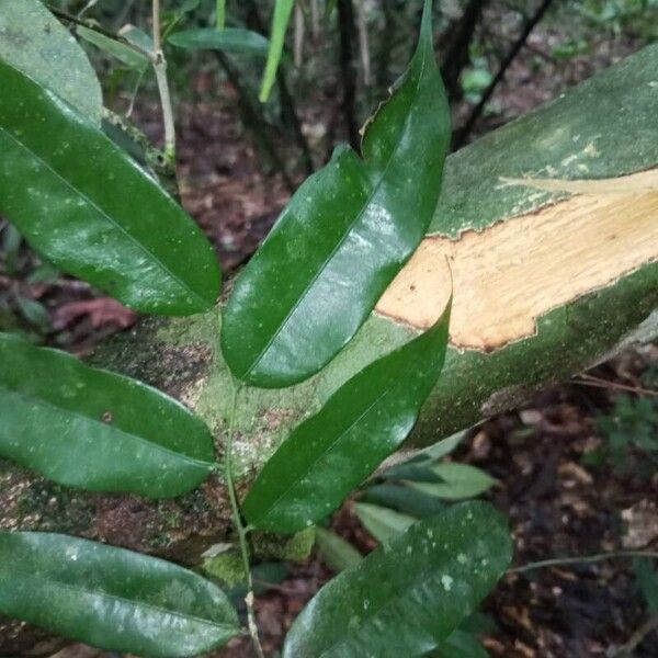 Pseudoxandra cuspidata Лист