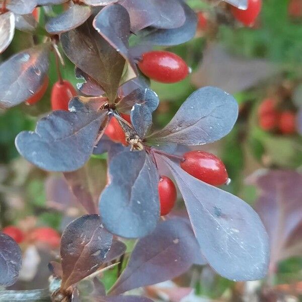 Berberis thunbergii Лист