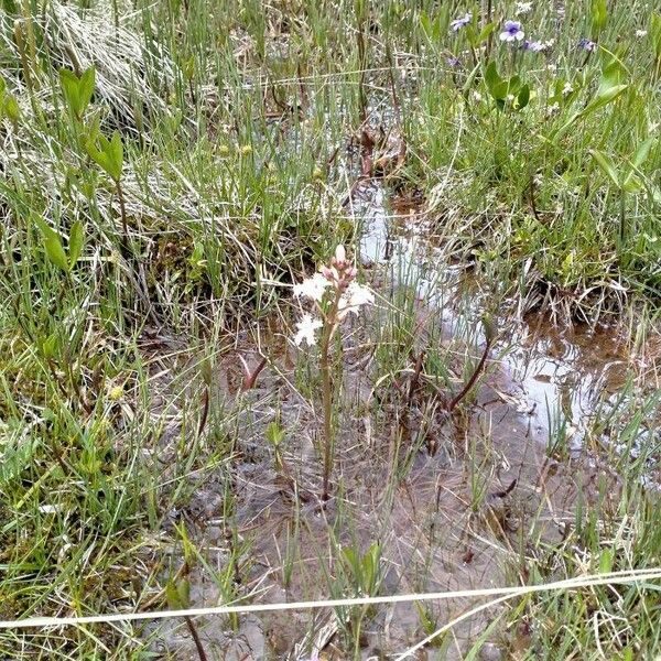 Menyanthes trifoliata Λουλούδι