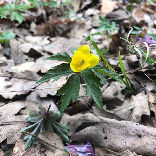 Anemonoides ranunculoides Flor