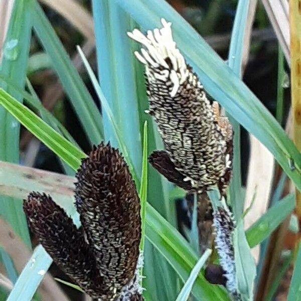 Carex acutiformis Blüte