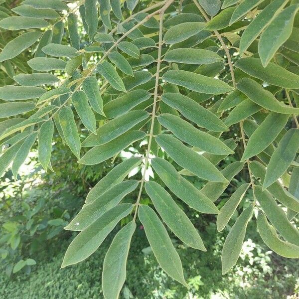 Imagem de referência para identificação da planta Biri-biri