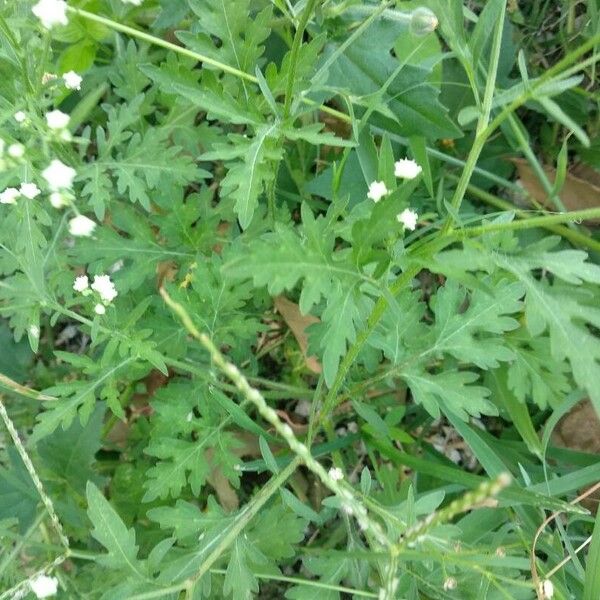 Parthenium hysterophorus Лист