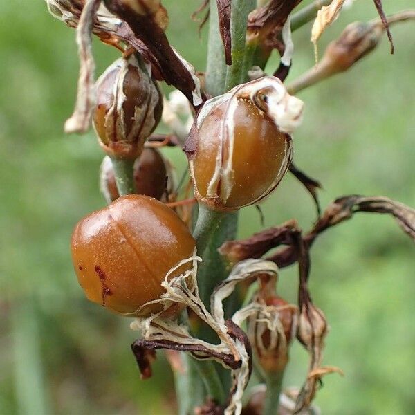 Asphodelus macrocarpus Fruit