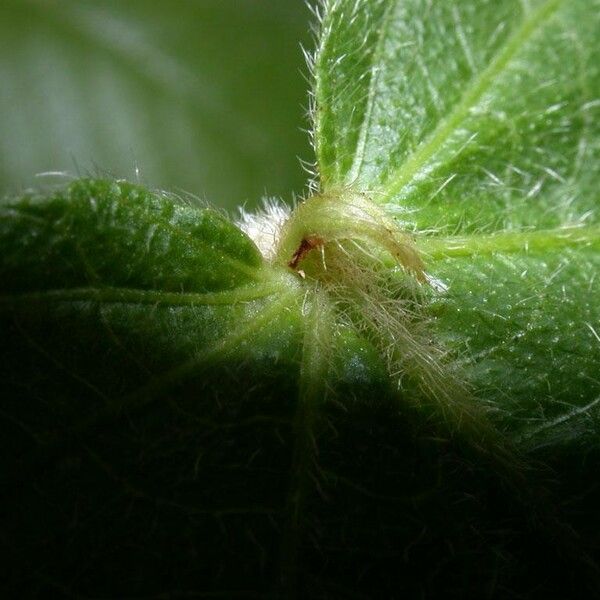 Acalypha macrostachya Bark