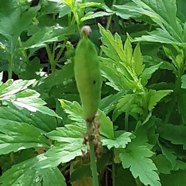 Papaver cambricum Fruchs