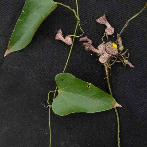 Aristolochia triangularis Лист