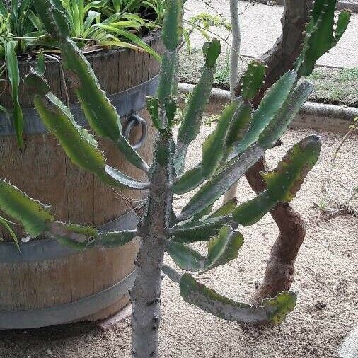 Euphorbia triangularis Habit