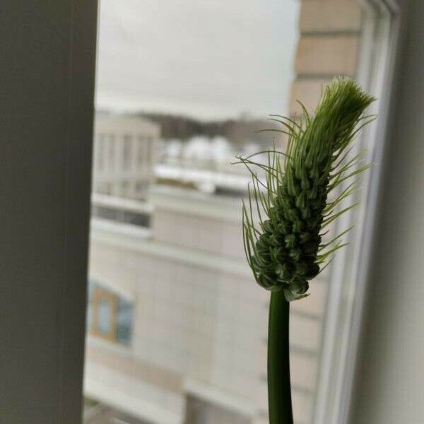 Albuca bracteata Flor