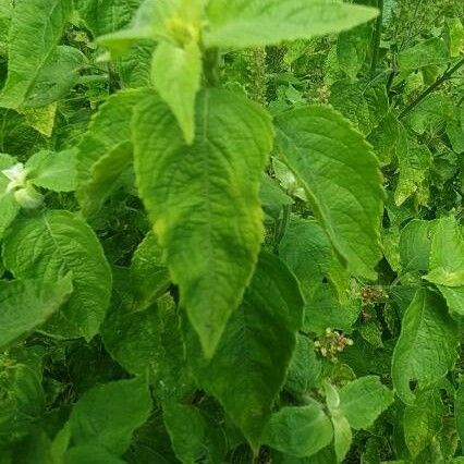 Ocimum gratissimum Leaf