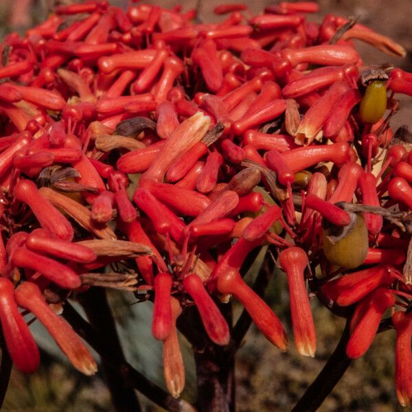 Aloe striata Flor