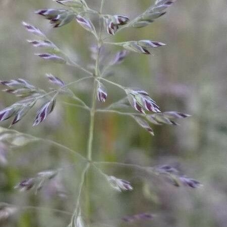 Poa pratensis Žiedas