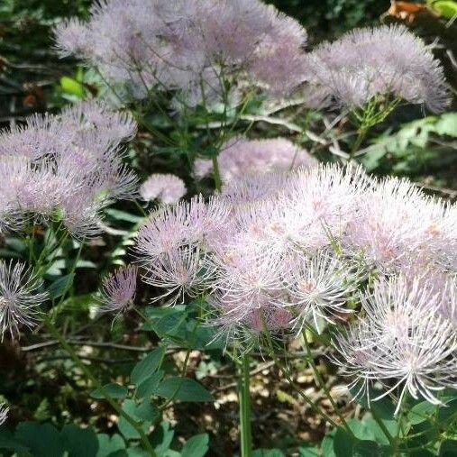 Thalictrum aquilegiifolium പുഷ്പം