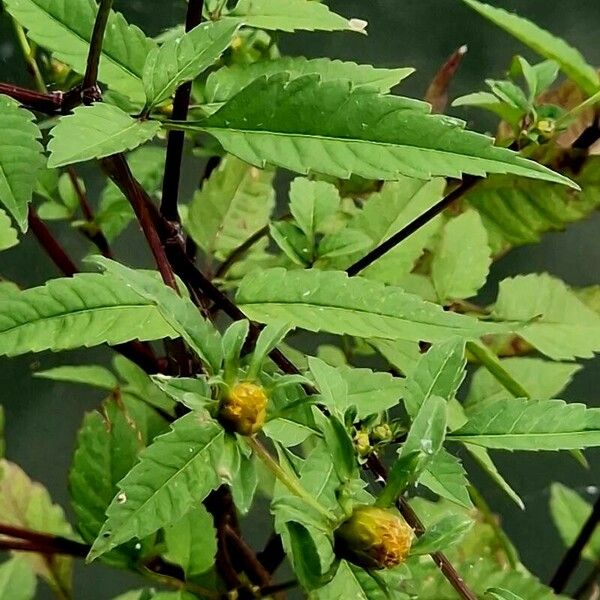 Bidens frondosa Foglia