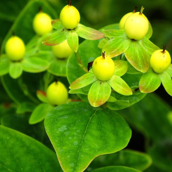 Hypericum × inodorum Plod