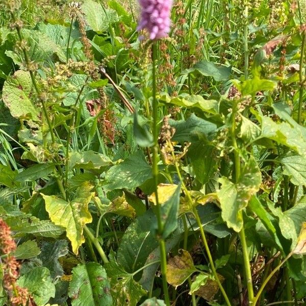 Bistorta officinalis Хабит