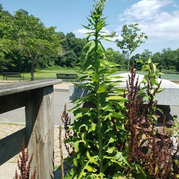 Lactuca canadensis Habit