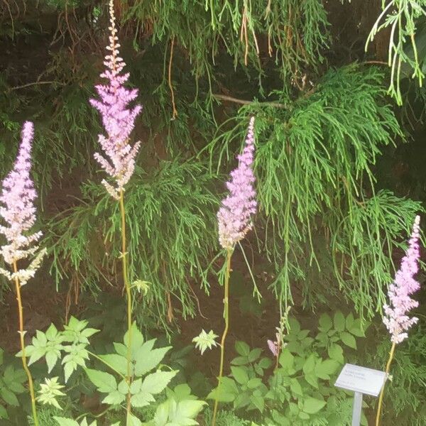 Astilbe rubra Fiore