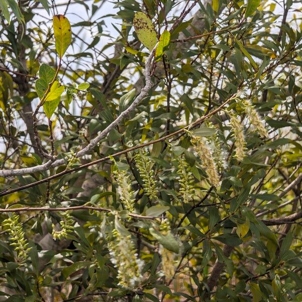 Salix caroliniana Fruit