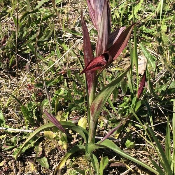 Serapias vomeracea Plante entière