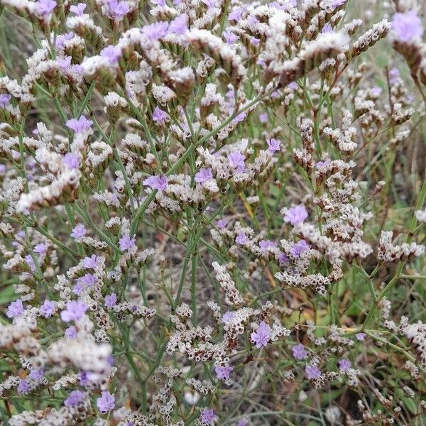 Limonium vulgare Цветок