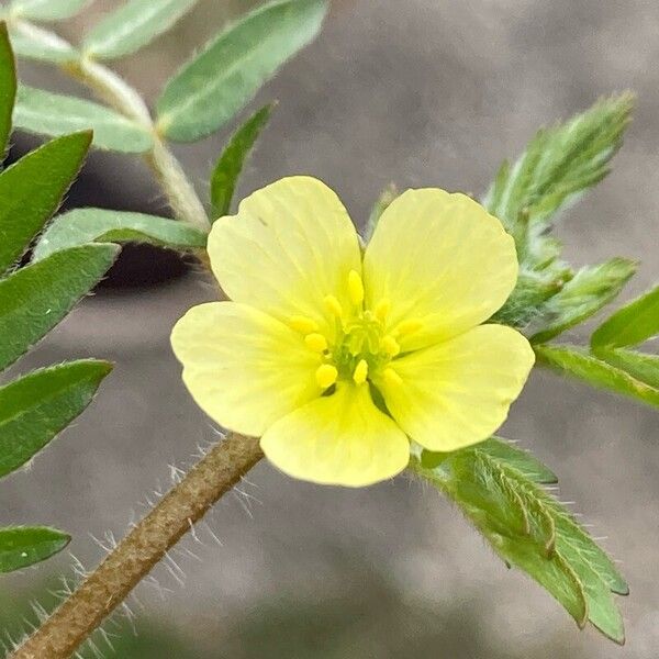 Tribulus terrestris Flower