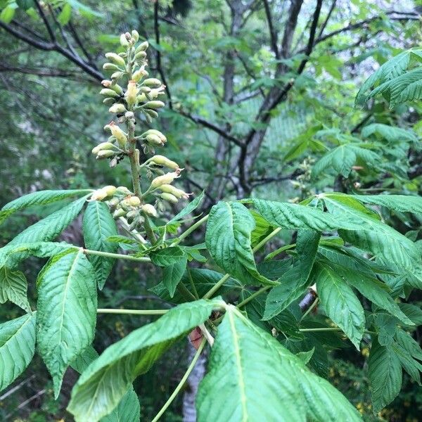 Aesculus glabra 花