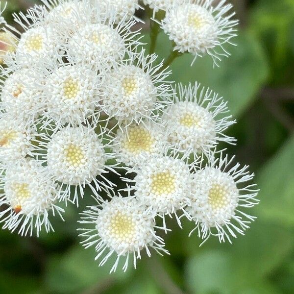 Ageratina adenophora 花