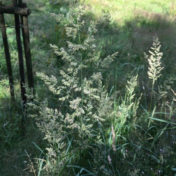 Agrostis gigantea Flower