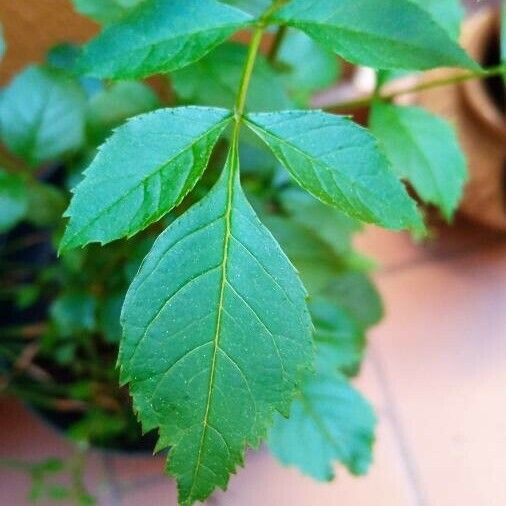 Fraxinus excelsior Leaf