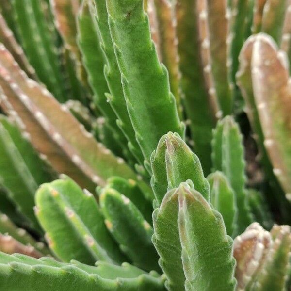 Stapelia gigantea Листок