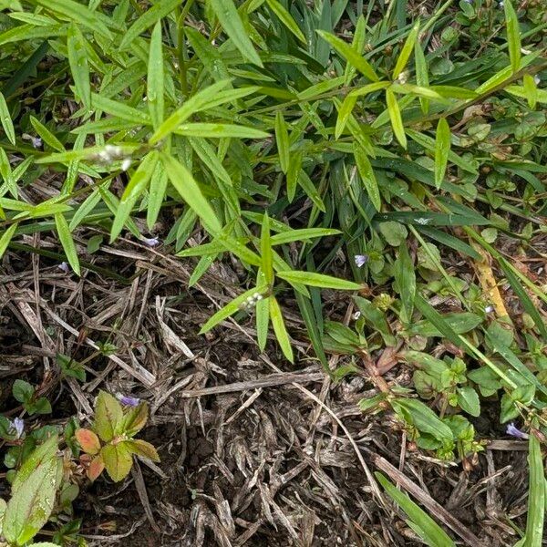 Polygala paniculata ᱥᱟᱠᱟᱢ