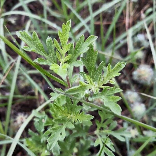 Ambrosia psilostachya Folha