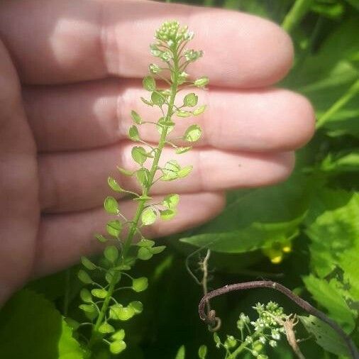 Lepidium virginicum Φύλλο