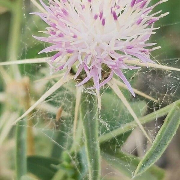 Centaurea calcitrapa Lorea