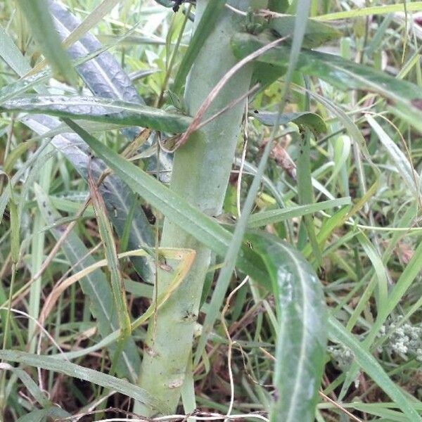 Euphorbia lathyris Lubje