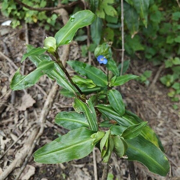 Commelina virginica 叶