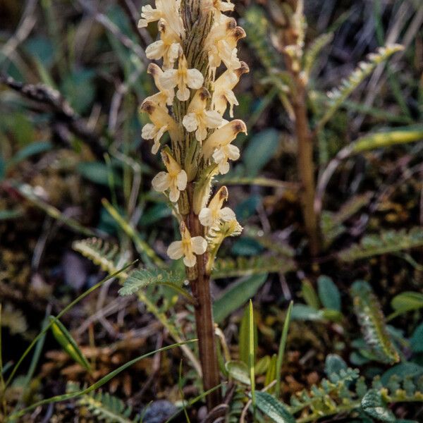 Pedicularis oederi Habit