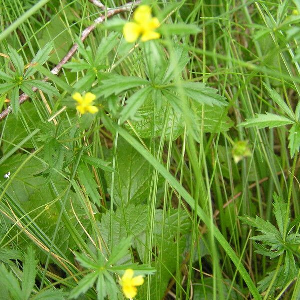 Ranunculus flammula 叶