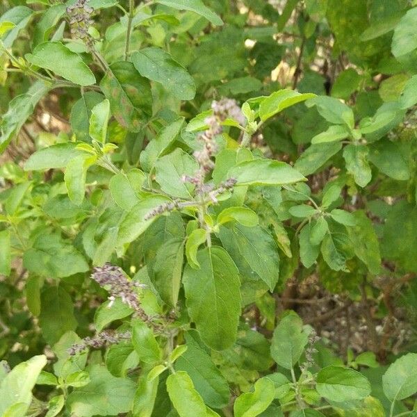 Ocimum tenuiflorum برگ