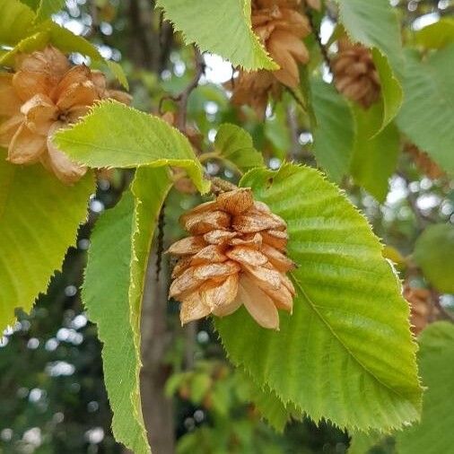 Ostrya carpinifolia Plod