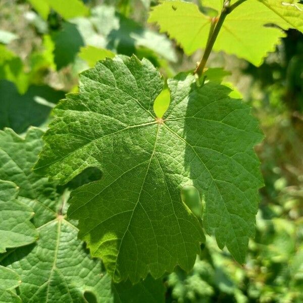 Vitis vinifera برگ