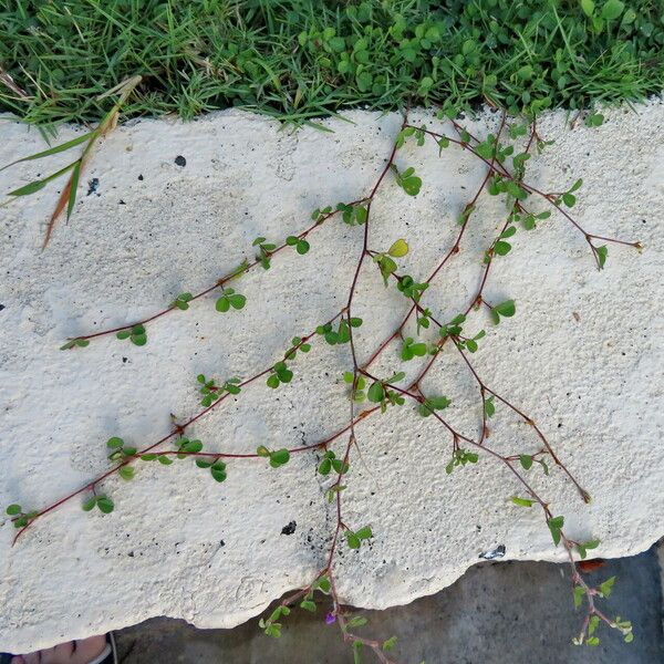 Grona triflora Habit