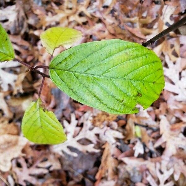 Frangula alnus पत्ता