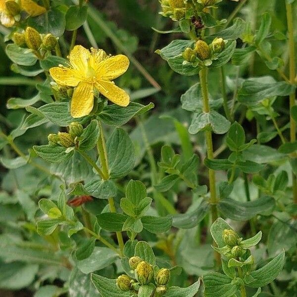 Hypericum maculatum Deilen