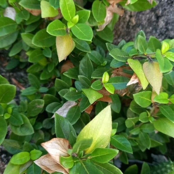 Barleria repens Plante entière